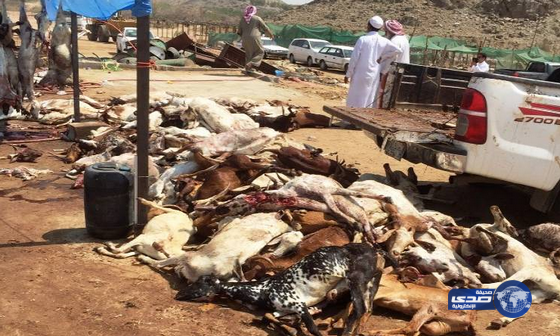 أمانة مكة تكثف رقابتها على الذبح العشوائي للأضاحي