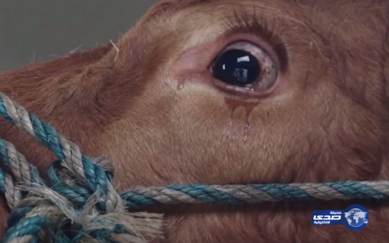 بقرة تبكي أثناء ذبحها وصاحبها يعيدها للمزرعة(فيديو)