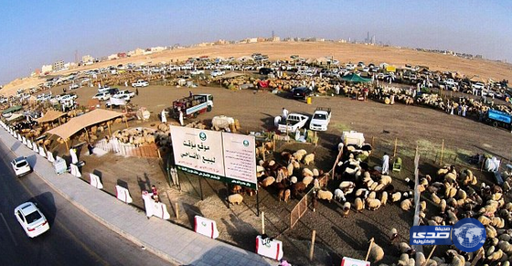 أمانة الرياض تبدأ في إزالة وتطهير مواقع البيع المؤقت للأضاحي