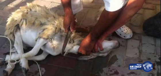 مواطن يذبح عدد من الأضاحي عن الشهداء والجنود البواسل