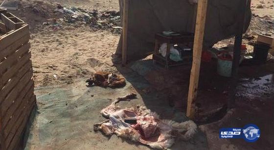 بالصور..ضبط 6 مسالخ عشوائية في الأحساء