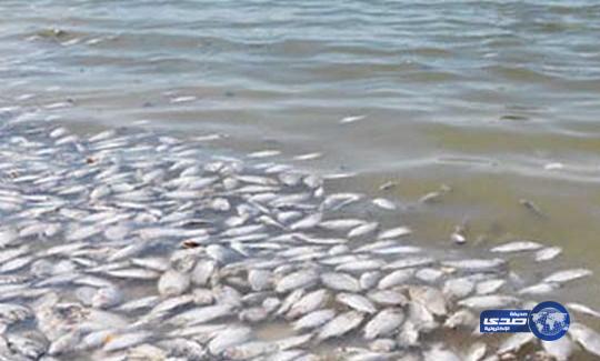 فيديو: أسماك ينبع النافقة تستنفر الجهات المعنية