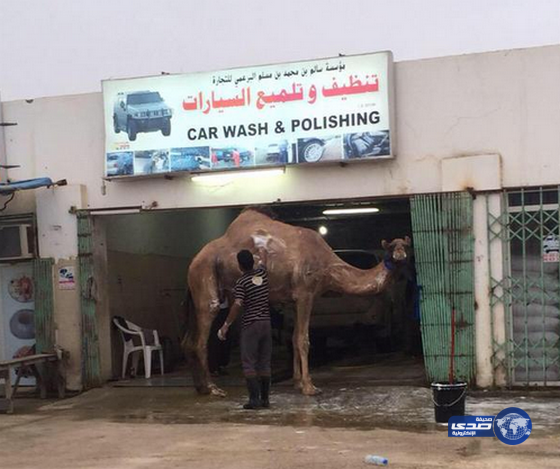 صارت أغلى من السيارة ..