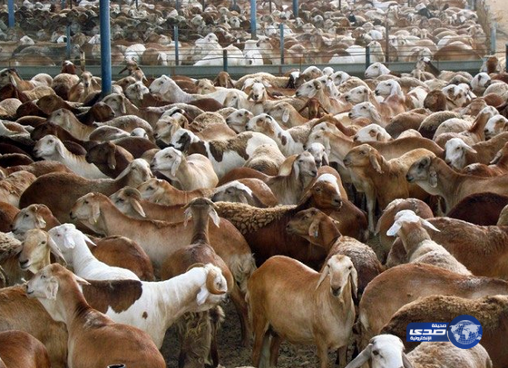 لجنة المواشي: لا ارتفاع في أسعار الأغنام المستوردة خلال عيد الأضحى
