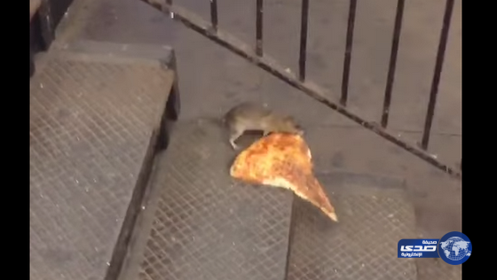 6 مليون مشاهدة لـ “فأر” يحاول سحب قطعة بيتزا داخل إحدى محطات المترو (فيديو)