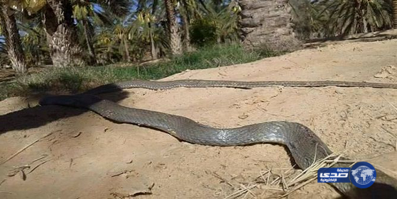 أفعى طولها 19 مترًا تثير الرعب في قرية تونسية