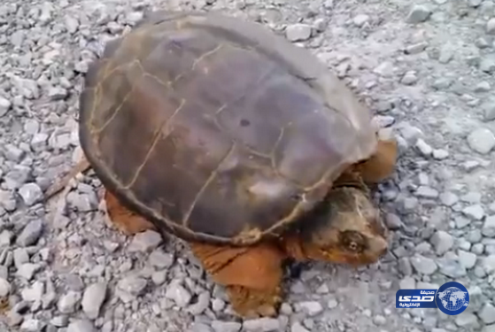 سلحفاة تهاجم مصورا على طريقة النينجا(فيديو)