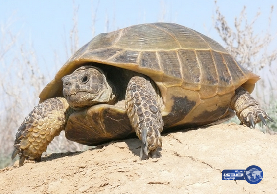 احتجاز فتاة أساءت لسلحفاة بحرية