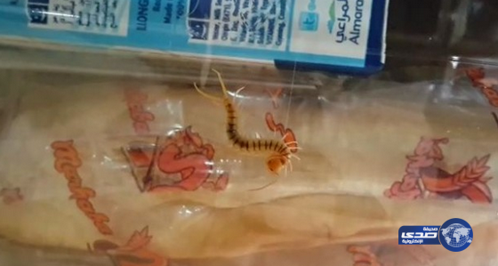 حشرات في وجبات إعاشة موظفي وزارة الحج (فيديو)