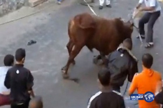 مهندس يضحى بأخيه بدلاً من العجل !