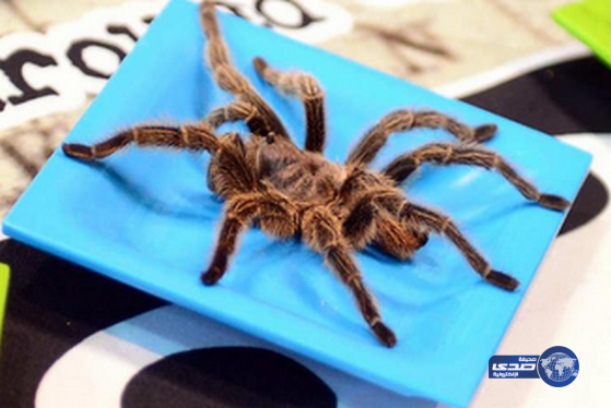 عنكبوت عملاق يتسبب بتأجيل رحلة جوية