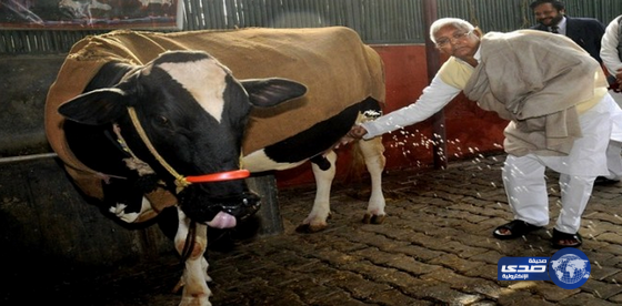 بول البقر “معقم” في مستشفيات الهند