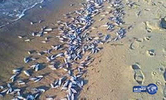 الزراعة : نفوق أسماك جزيرة فرسان.. سببه ظاهرة “الازدهار الضار للطحالب”