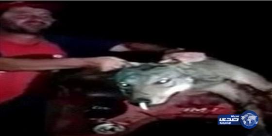 بالفيديو: صيادون يعذبون ذئب وإجباره على التدخين
