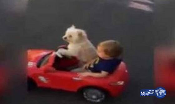 الفيديو.. أكثر من نصف مليون مشاهدة لكلب يدّعي قيادة سيارة لعبة
