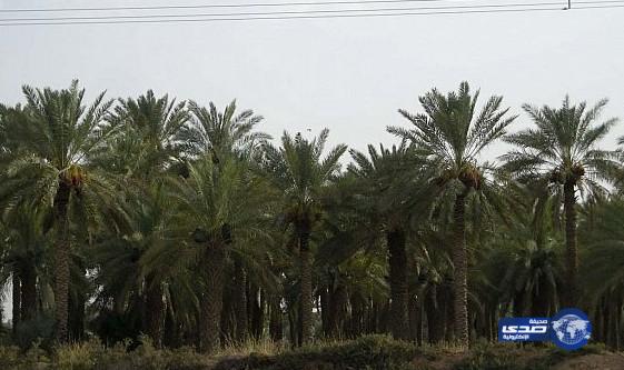 أكثر من أربعة ملايين ريال إعانة التمور لمزارعي تبوك