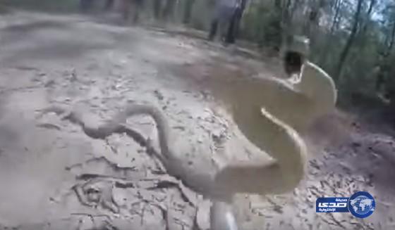 بالفيديو: أفعى تطارد مصوراً تلفزيونياً