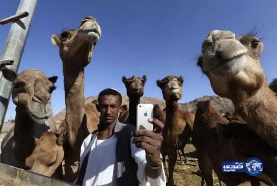قطيع من الآبل يصطف من اجل التقاط سيلفي مع راعي سوداني