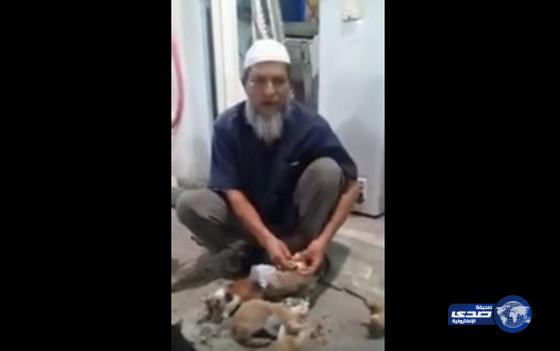 بالفيديو:بنغالي وافد يتبنى 5 قطط