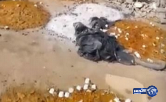 بالفيديو :كميات هائلة من الأرز ملقاة بمنطقة نائية بينبع ومطالبات بالتحقيق