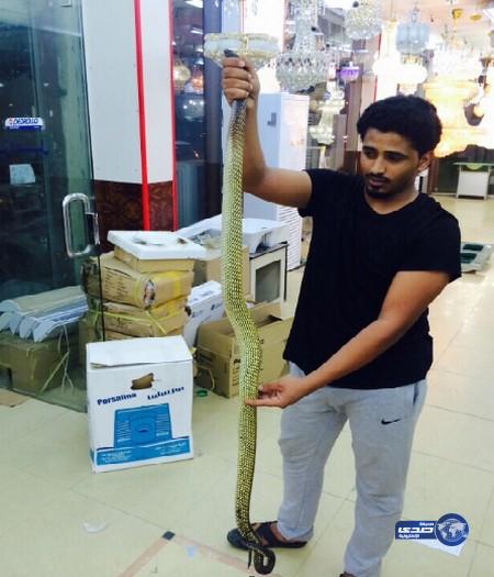 حسن المالكي يمارس هواية صيد الثعابين..