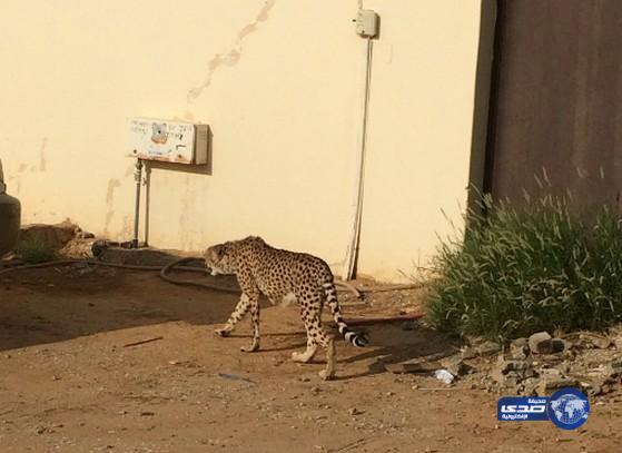 بالفيديو: &#8220;فهد&#8221;  يفاجأ المصلين في مسجد النغيمشي ببريدة