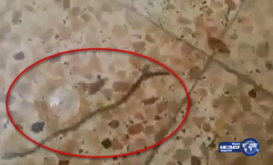 بالفيديو :الامطار تهدي مالك منزل عشرات الثعابين