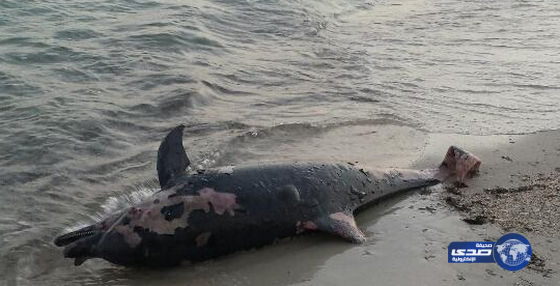 بالصور:“دلفين” على شاطئ العقير