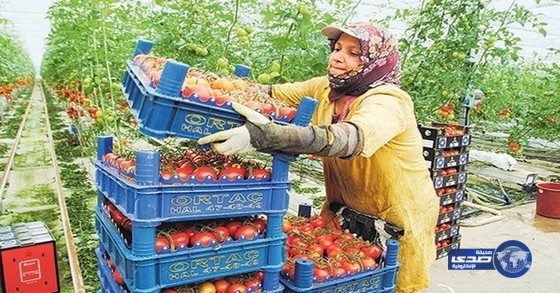 الحظر الروسي يزيد معاناة المزارعين في تركيا