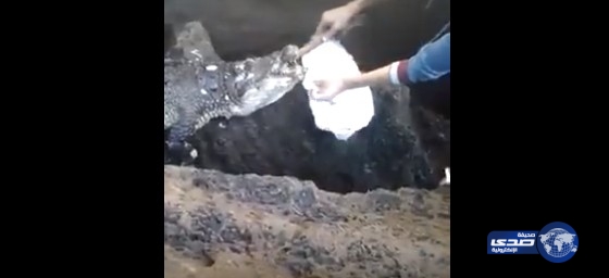 بالفيديو.. العثور على تمساح في إحدى الشواطئ المغربية