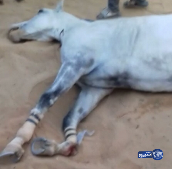 بالفيديو:عين تصيب حصان في ميدان السباق بالعلا