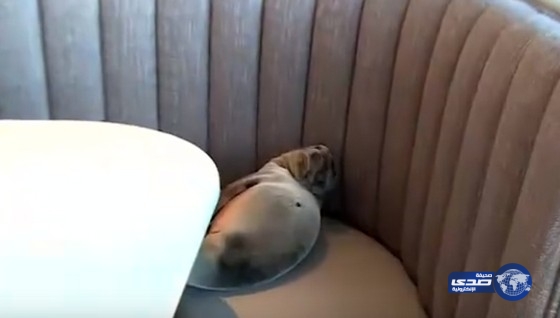 بالفيديو: أسد بحر يتسلل إلى مطعم راق في كاليفورنيا