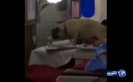 بالفيديو.. إقالة رئيس شركة الطيران المغربية بأمر ملكي والسبب «كلب»