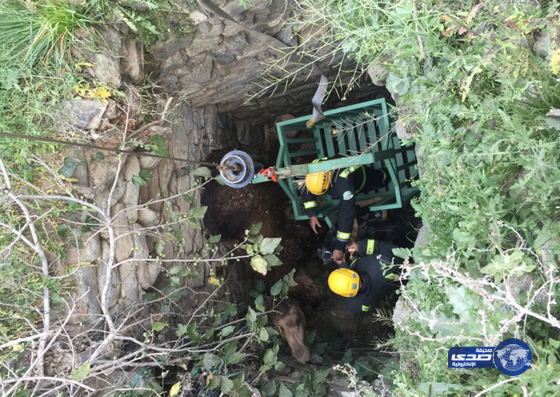 بالصور: الدفاع المدني ينقذ ناقة بعد سقوطها في بئر