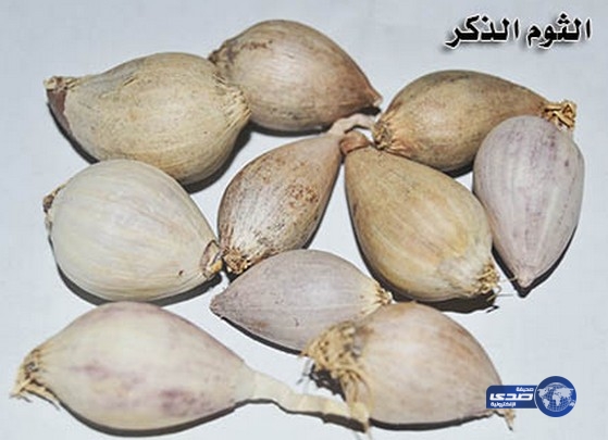 الفياجرا اليمنية تدهش العلماء