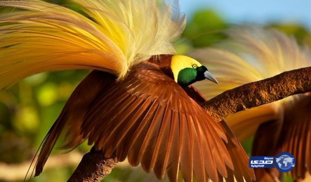 بالصور.. أجمل طيور العالم!