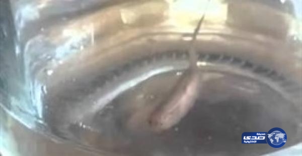 بالفيديو.. فتح الصنبور ليشرب الماء فخرج منه مخلوق غريب