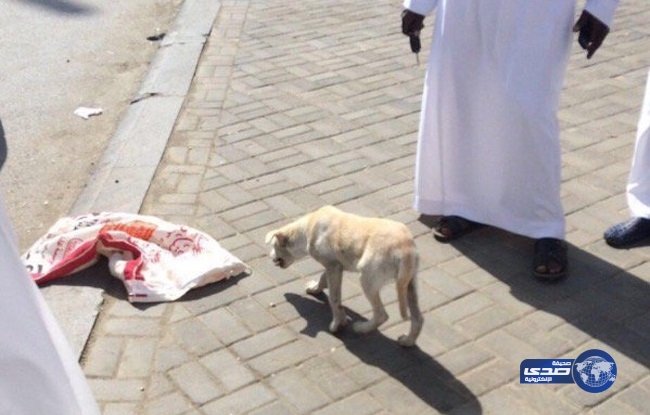 «كلب» يتسبب في إغلاق مطعم شهير بعسير