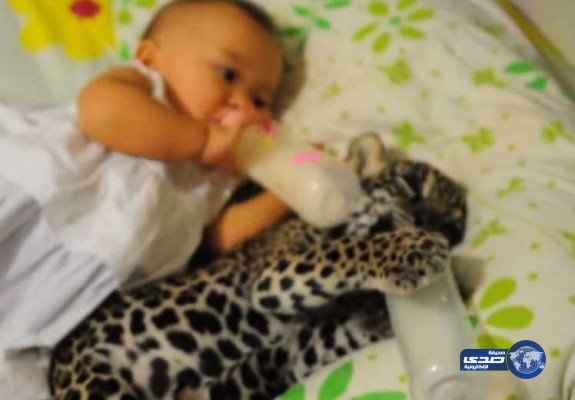 بالفيديو.. طفلة ونمر يتناولان الفطور معا فى سرير واحد