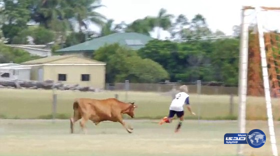 بالفيديو .. ثور يقتحم مباراة كرة قدم في أستراليا