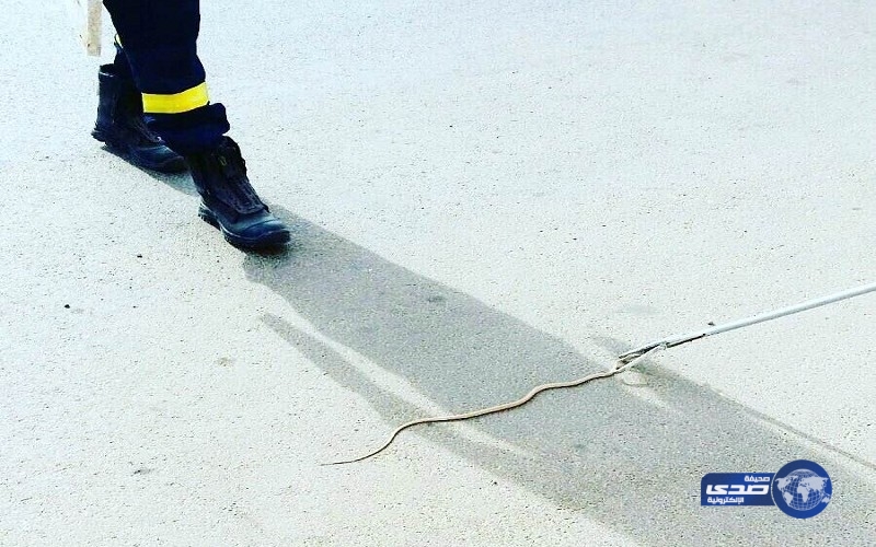 حالة من الهلع بمدرسة بنات سببها ثعبان