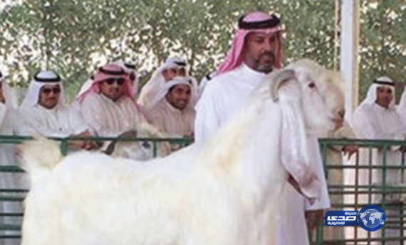 الفرس الأبيض “ذكر ماعز” يجلب عروضاً مغرية لصاحبه