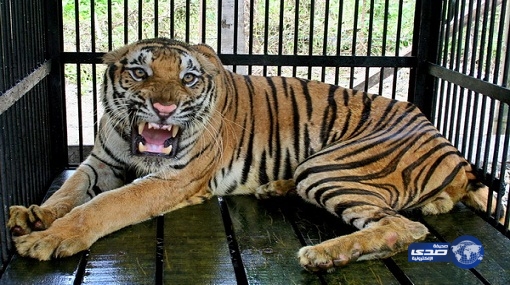 فلسطيني يبيع منزله من أجل شراء نمر