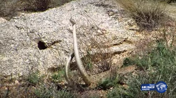 بالفيديو.. ثعابين ترقص استعدادا للزواج أو الموت