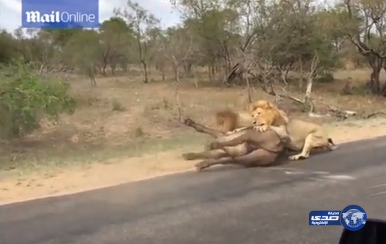 بالفيديو .. مشاهد تحبس الأنفاس لأسود جائعة تفترس جاموساً أمام السياح