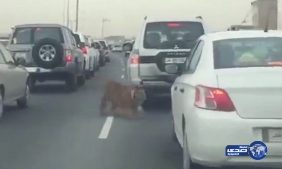 بالفيديو:نمر يتجول بحرية في أحد شوارع الدوحة القطرية المزدحمة