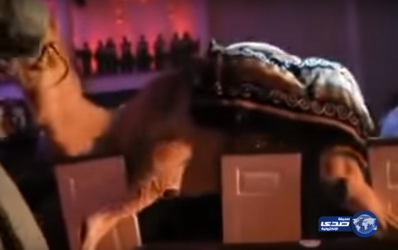 بالفيديو.. جمل سكران يتسبب في كارثة داخل كنيسة