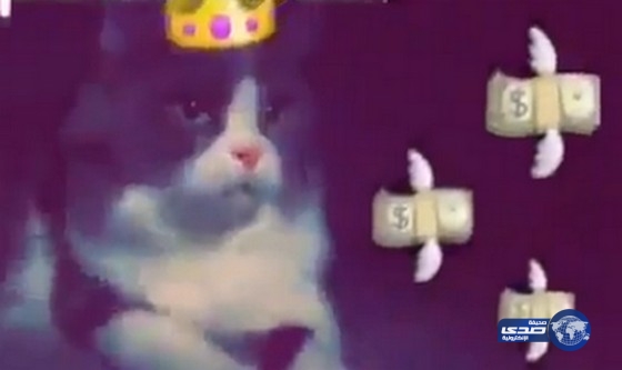 بالفيديو: شاب يبيع قط صديقه بـ35 ألفاً عبر “سناب شات” ويثير جدلاً على تويتر