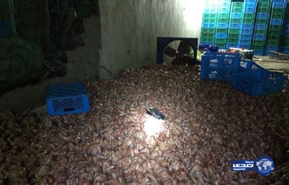 بالفيديو: شرطة جـدة تضبط مخالفين و«5000» دجاجة فاسـدة