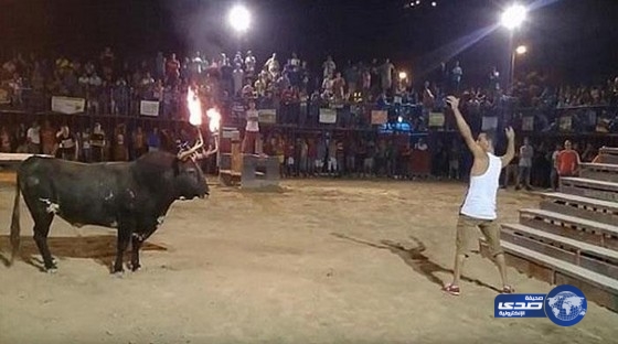 بالفيديو.. ثور هائج يلقن مغامر درساً قاسياً